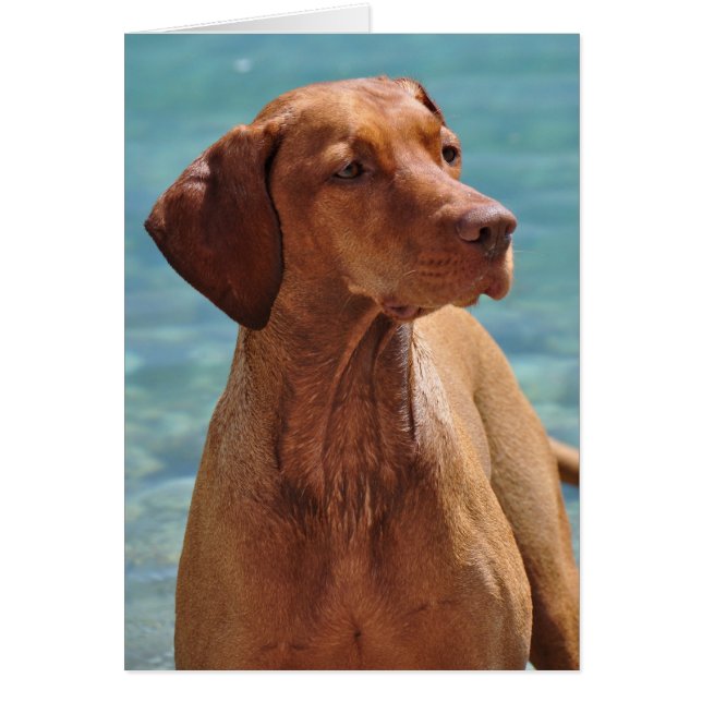 Chien Magyar Vizsla (Devant)