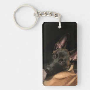 Chien Malinois belge