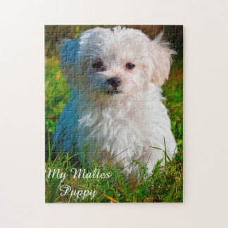 Chien Maltais Se Reproduisent. Jigsaw Puzzle
