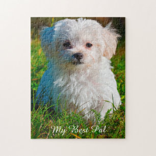 Chien Maltais Se Reproduisent. Jigsaw Puzzle