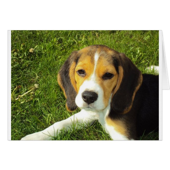 Chien mignon (Devant horizontal)