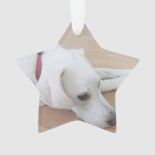 Chien mignon portant rouge collier étoile Noël