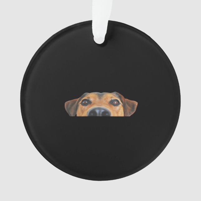Chien Peekaboo (devant)