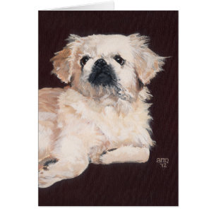 Chien Pékinais Blanc