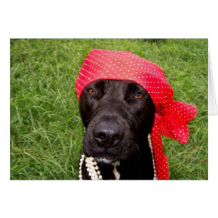 Chien pirate, laboratoire noir, mouchoir rouge her