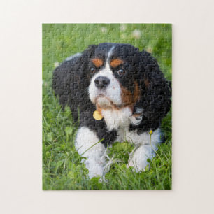 Chien Puzzles Animal Pic mignon Sad Chiot Photo