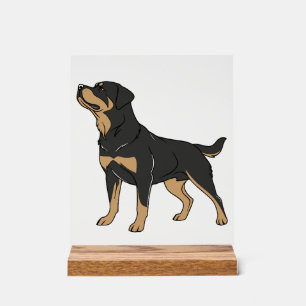 Chien Rottweiler, Chien Rottweiler Debout