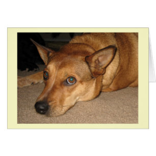 Chien rouge de bétail de Heeler - amoureux des