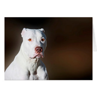 Chien Secouru blanc américain Pitbull Terrier