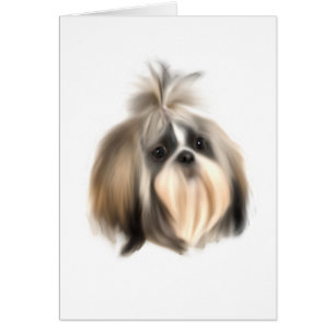 Chien ShihTzu