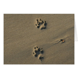 Chien solitaire