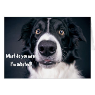 Chien surpris Drôle Adopté Humour Frontière Collie