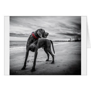 Chien Weimaraner