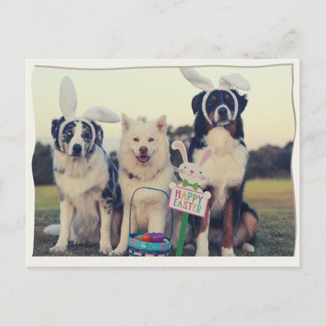 Chiens amusants Bonne carte postale de Pâques (Devant)