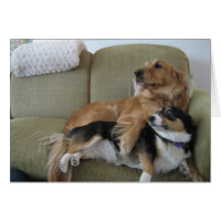 Chiens Cuddin Cute Golden Retriever Corgi Card