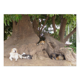 Chiens dans un arbre