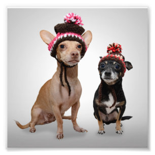 Chiens de chiwawa avec la photo de casquettes