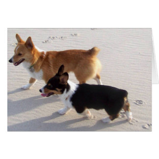 Chiens de plage