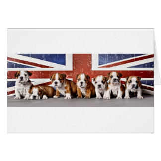 Chiens de taureaux anglais