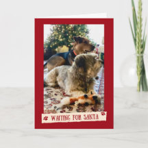 Chiens en attente de la carte de Noël Père Noël mi