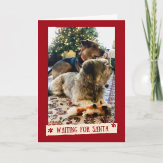 Chiens en attente de la carte de Noël Père Noël mi