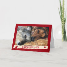 Chiens en attente du Père Noël - Carte drôle des c