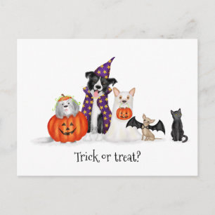 Chiens en costumes d'Halloween carte postale