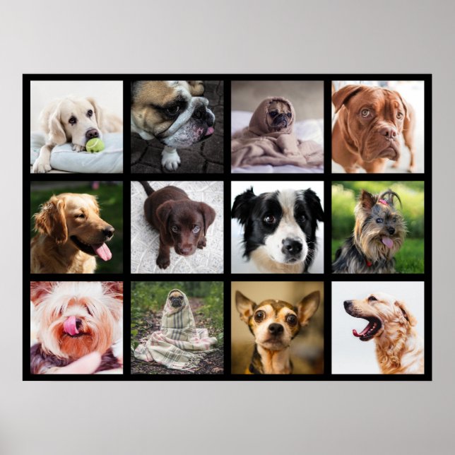 Chiens mignons et amusants Photo Collage Poster 1 (Devant)