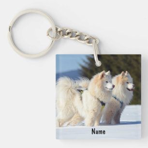 Chiens Samoyed personnalisés dans la neige