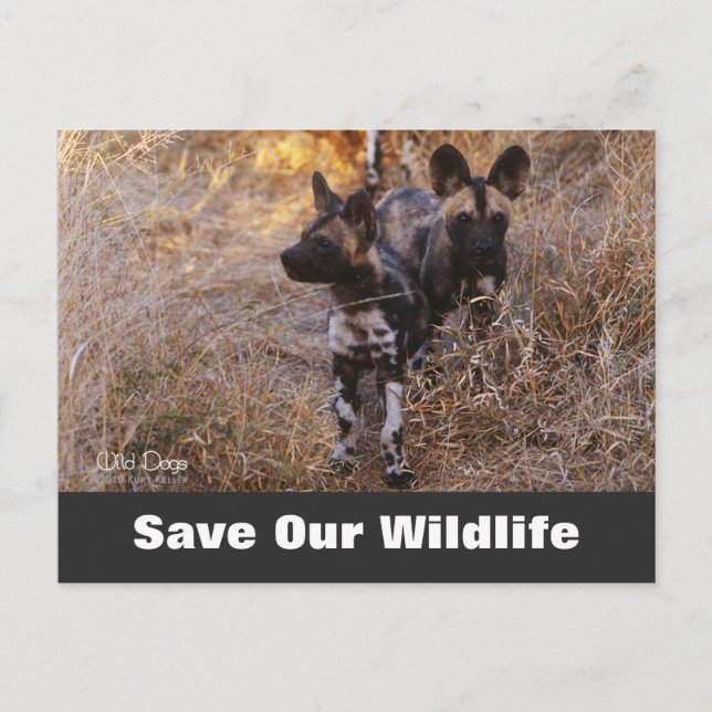Chiens sauvages, Sauvez Notre Carte Postale Faune (Devant)