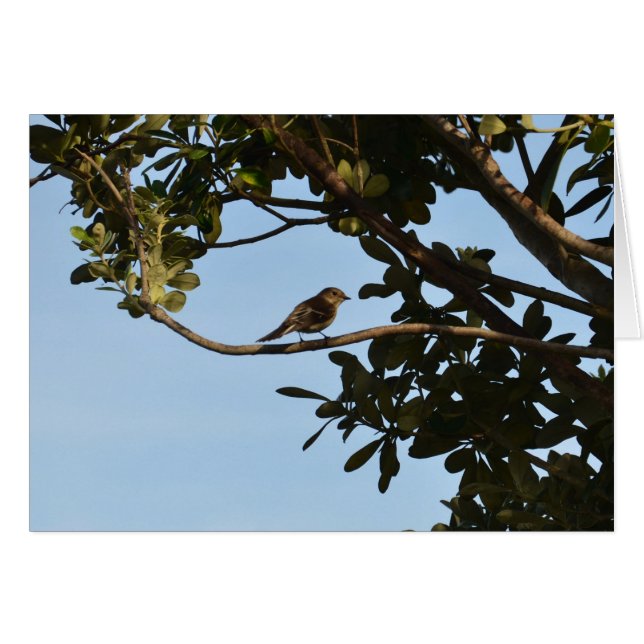 Chiffchaff (Vorderseite (Horizontal))