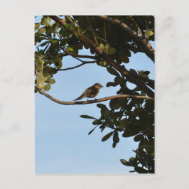 Chiffchaff Postkarte