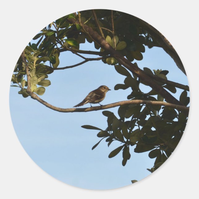 Chiffchaff Runder Aufkleber (Vorderseite)