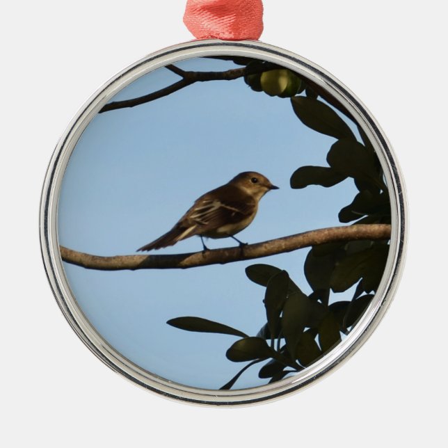Chiffchaff Silbernes Ornament (Vorne)