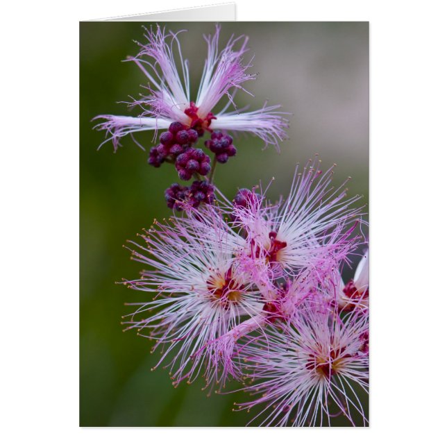 Chiffon féerique (Devant)