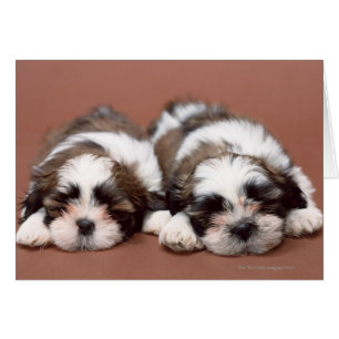 Chih Tzu Puppies