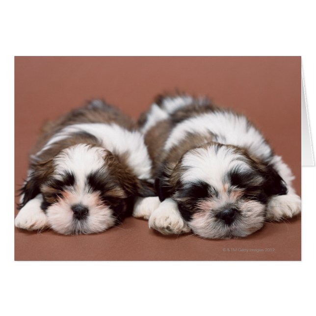 Chih Tzu Puppies (Devant horizontal)