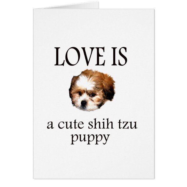 Chih Tzu Puppy (Devant)