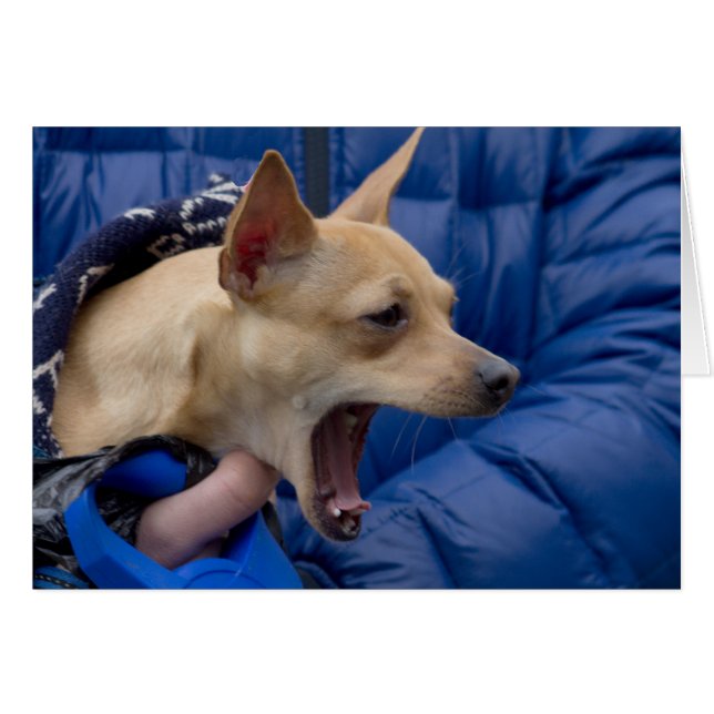 Chihuahua (Vorderseite (Horizontal))
