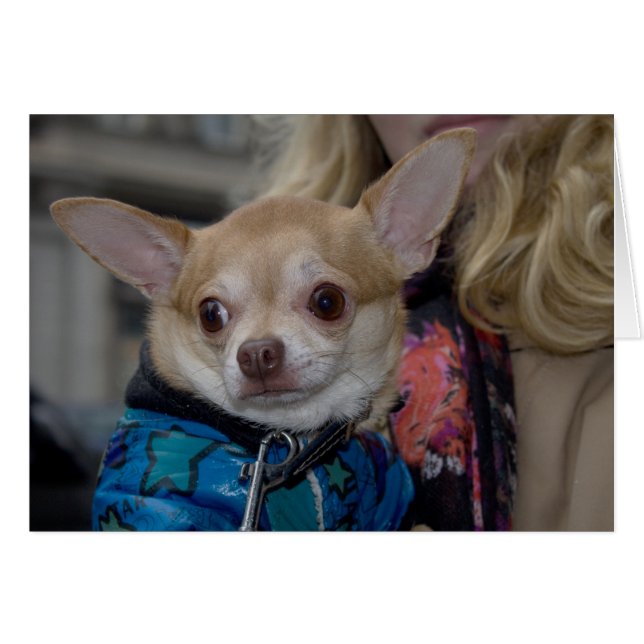 Chihuahua (Vorderseite (Horizontal))