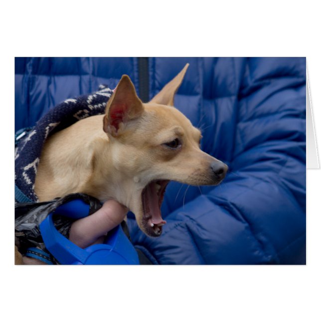 Chihuahua (Vorderseite (Horizontal))