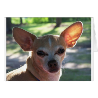 Chihuahua