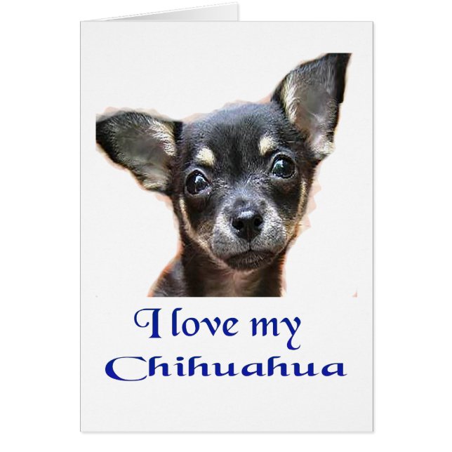 chihuahua (Devant)