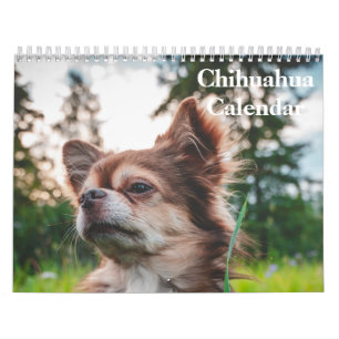Chihuahua 2027 Kalender