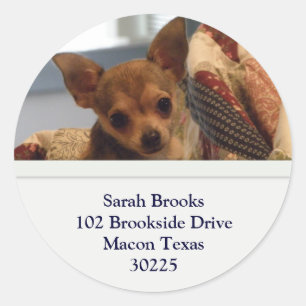 Chihuahua Address Stickers
