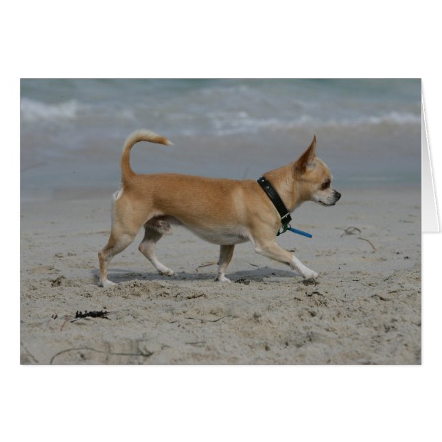 Chihuahua am Strand (Vorderseite (Horizontal))