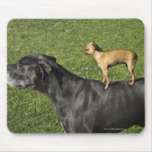 Chihuahua auf der Rückseite 2 der Deutschen Dogge Mousepad