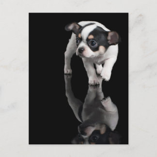 Chihuahua auf schwarz postkarte