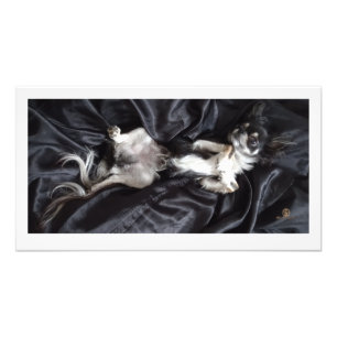 Chihuahua auf schwarzer Seide Fotodruck