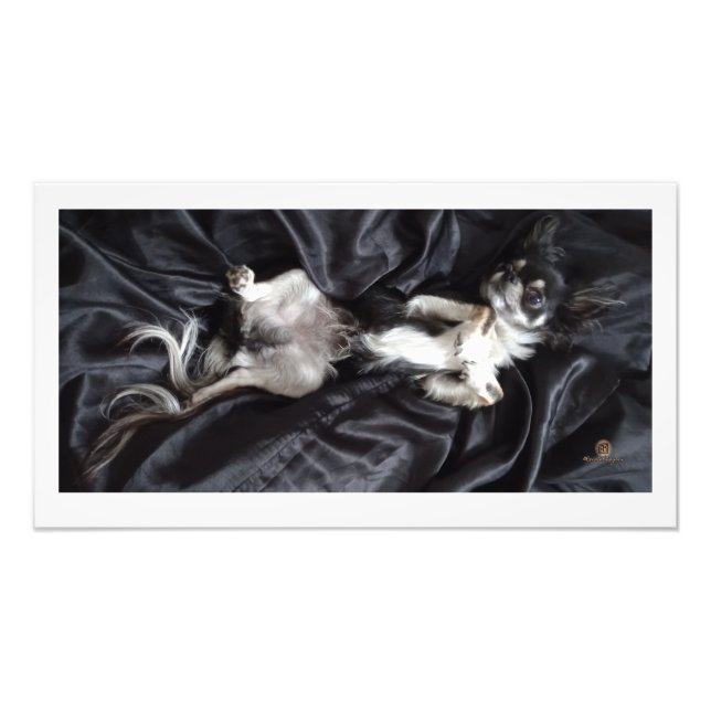 Chihuahua auf schwarzer Seide Fotodruck (Vorne)